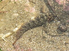 Hypsoblennius gilberti