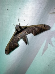 Adhemarius gannascus