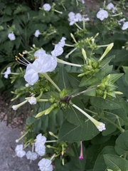 Mirabilis longiflora