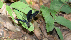 Atrocalopteryx atrata