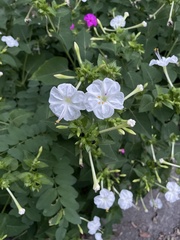 Mirabilis longiflora