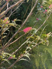 Grevillea