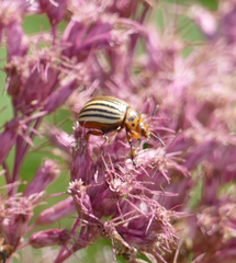 Leptinotarsa decemlineata