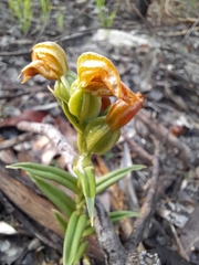 Pterostylis sanguinea