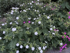 Mirabilis longiflora