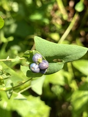 Persicaria perfoliata