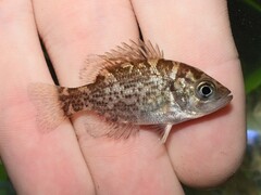 Ambloplites rupestris