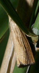 Agriphila vulgivagellus