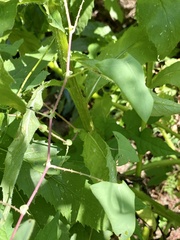 Persicaria perfoliata