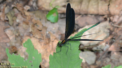 Atrocalopteryx atrata