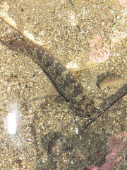 Hypsoblennius gilberti