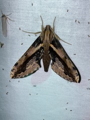 Xylophanes ceratomioides