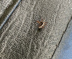 Aphidomorpha