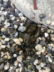 Pisolithus