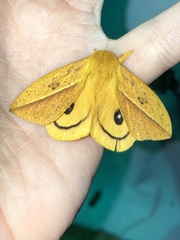 Automeris unifasciatus