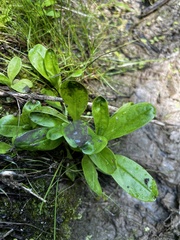 Myosotis scorpioides