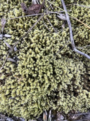 Racomitrium