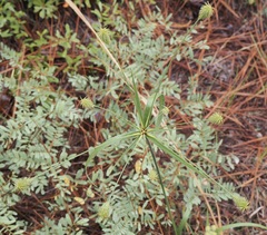 Cyperus plukenetii