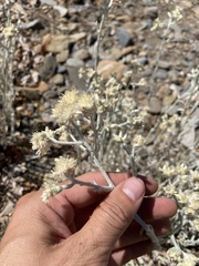 Pseudognaphalium microcephalum