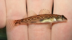 Etheostoma olmstedi