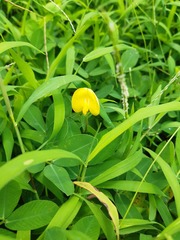 Arachis
