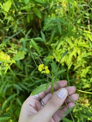 Rhamphospermum nigrum