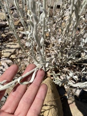 Pseudognaphalium microcephalum