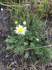 Tripleurospermum inodorum