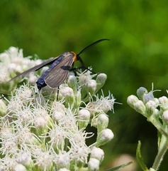 Cisseps fulvicollis