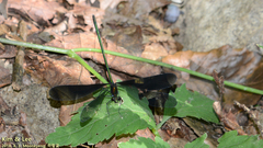 Atrocalopteryx atrata