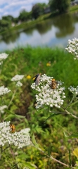 Cisseps fulvicollis