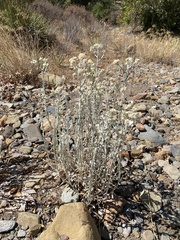 Pseudognaphalium microcephalum