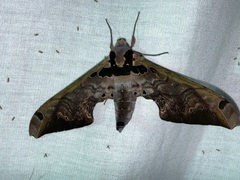 Adhemarius gannascus