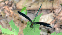 Atrocalopteryx atrata