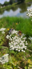 Cisseps fulvicollis