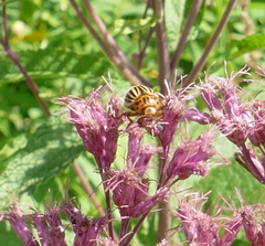 Leptinotarsa decemlineata