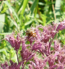 Leptinotarsa decemlineata