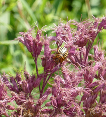 Leptinotarsa decemlineata