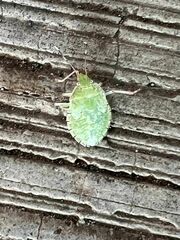 Chlorocoris distinctus