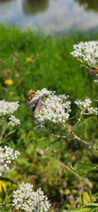Cisseps fulvicollis