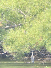 Anhinga anhinga