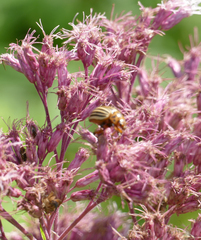 Leptinotarsa decemlineata