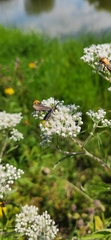 Cisseps fulvicollis