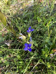 Gentianopsis thermalis