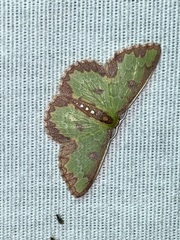 Synchlora