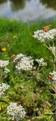 Cisseps fulvicollis