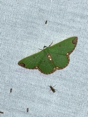 Synchlora