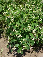 Apocynum androsaemifolium
