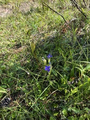 Gentianopsis thermalis