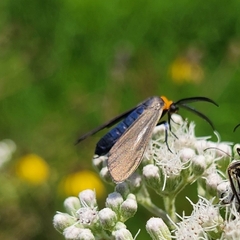 Cisseps fulvicollis